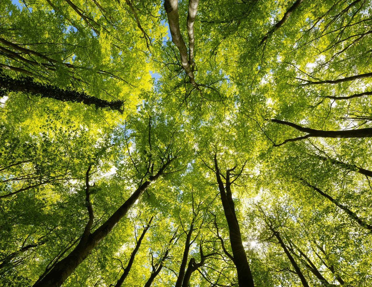 Forêts d'arbres vues du sol