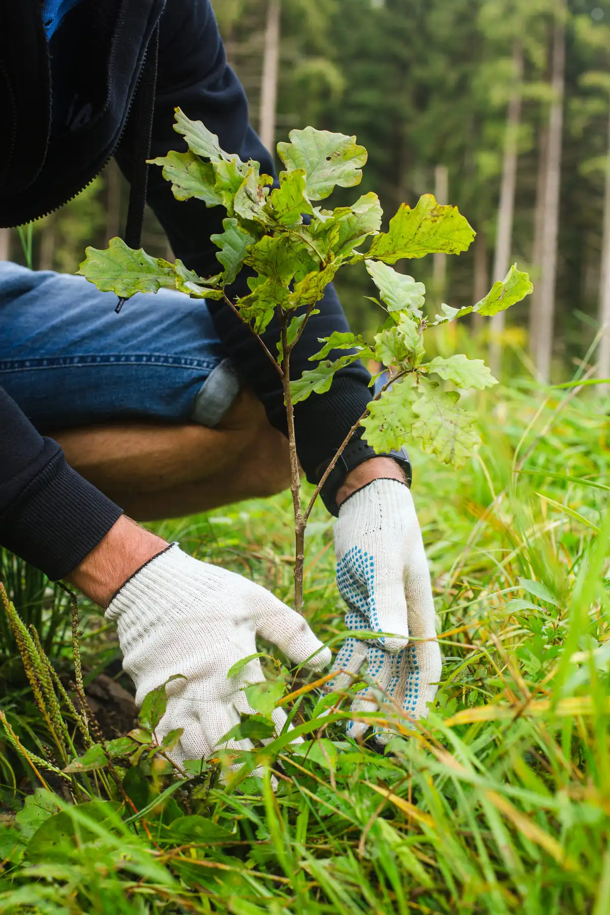 Personne en train de planter un jeune arbre